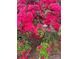Bright pink azaleas in full bloom add beauty at 6017 Lowergate Dr, Waxhaw, NC 28173