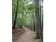 A beautiful nature path through lush greenery at 6017 Lowergate Dr, Waxhaw, NC 28173