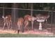 Multiple deer gather, drinking from a bird bath, highlighting the outdoor setting at 625 Wildwood Dr, Rock Hill, SC 29730