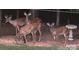 A group of deer enjoys a meal in the yard, showcasing nature at 625 Wildwood Dr, Rock Hill, SC 29730