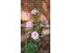 Close-up of light pink flowers growing next to a brick wall at 7021 Linda Lake Dr, Charlotte, NC 28215