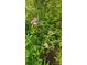 Close-up of lush green plants with small pink flowers at 7021 Linda Lake Dr, Charlotte, NC 28215