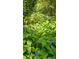 Vibrant blue flowers amidst lush green plants, creating a serene garden scene at 7021 Linda Lake Dr, Charlotte, NC 28215