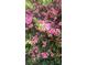 Close-up of vibrant pink azalea bushes in full bloom, adding color to the landscape at 7021 Linda Lake Dr, Charlotte, NC 28215