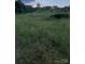Lot line shot with wild grasses and various weeds at 84 Sumner Nw Ave, Concord, NC 28027