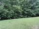 Overgrown backyard with vibrant green grass surrounded by lush, dense trees, offering privacy at 1623 Flagler Ln, Charlotte, NC 28216