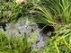 Charming backyard pond featuring water lilies and lush greenery, enhancing the serene and natural ambiance of the landscape at 2009 Hickory Grove Rd, Gastonia, NC 28056