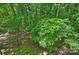 Scenic backyard with mature trees and lush greenery at 6016 Gray Gate Ln # C, Charlotte, NC 28210