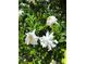 Close-up of white flowers in a lush green setting, highlighting the property's landscaping at 116 Lanes End Rd, Locust, NC 28097