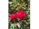 Close-up of vibrant red roses in a lush garden setting, highlighting the property's landscaping at 116 Lanes End Rd, Locust, NC 28097