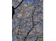 A low angle view to a beautiful tree canopy of white blossoms against a bright blue sky at 116 Lanes End Rd, Locust, NC 28097