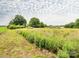 Sprawling land displaying both mowed and overgrown grasses with a glimpse of the house in the background at 1325 Marshville Olive Branch Rd, Marshville, NC 28103