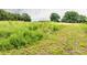Lush field with green and brown patches of low foliage, with mature trees in the background at 1325 Marshville Olive Branch Rd, Marshville, NC 28103