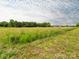 Overgrown property displaying meadow grasses in the foreground with a thicket of trees in the background at 1325 Marshville Olive Branch Rd, Marshville, NC 28103