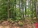 View of a wooded lot with mature trees and lush greenery, offering privacy at 490 Deberry Rd, Mount Gilead, NC 27306