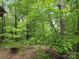 Beautiful shot of lush green woods at 490 Deberry Rd, Mount Gilead, NC 27306