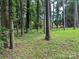 View of a densely wooded area offering privacy and natural beauty at 8524 Anette Ave, Mint Hill, NC 28227