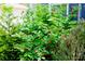 Landscaping featuring thriving green bushes, red flowers, and foliage at 1110 Archer Farm Dr, Salisbury, NC 28144