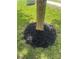 Neatly mulched tree base adds a polished look to the well-maintained lawn in the front yard at 4521 Palustris Ct, Charlotte, NC 28269