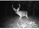 Wildlife trailcam of a large buck standing in the woods at night at 722 Clegg Farm Dr, York, SC 29745