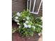 Close-up of white hydrangea bushes and healthy greenery on a well-maintained landscape at 2045 10Th Street Nw Ln, Hickory, NC 28601