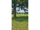 Spacious backyard featuring a large tree with a rope swing in a lush green setting at Tbd Jerusalem Church Rd, Marshville, NC 28103