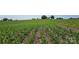 Expansive farm view showcasing rows of healthy crops growing in the fertile land at Tbd Jerusalem Church Rd, Marshville, NC 28103