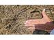 Close-up of fertile soil with a small plant, hand, and an engagement ring at Tbd Jerusalem Church Rd, Marshville, NC 28103