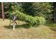 A uniquely shaped tree covered in ivy located in the yard at 1371 Hawks Nest Rd, York, SC 29745