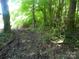 Lush overgrown landscape of home's property with forest and natural foliage at 421 W Cemetery St, Salisbury, NC 28144