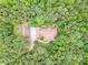 From above, this brick home is surrounded by dense trees, providing shade and privacy at 270 North St, Salisbury, NC 28147
