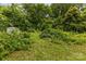 Unkempt backyard with overgrown vegetation; a shed is visible on the left at 2308 Vanderbilt Rd, Charlotte, NC 28206