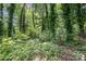 Lush green backyard with a chimenea; surrounded by dense vegetation and trees at 3526 Craig Ave, Charlotte, NC 28211