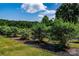 Field of healthy, cultivated blueberry bushes ready for harvest on a sunny day at 5258 E Bandys Cross Rd, Catawba, NC 28609