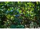 Close up on a mature blueberry bush loaded with ripening fruit in a natural yard setting at 5258 E Bandys Cross Rd, Catawba, NC 28609