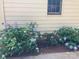 Charming exterior with blooming hydrangeas by a beige building with a window at 2222 Raven Dr, Rock Hill, SC 29732