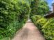 Tree-lined driveway leading to a detached garage surrounded by lush landscaping at 217 S Ellis St, Salisbury, NC 28144