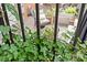 View of backyard through iron fence with greenery adding privacy to outdoor space at 1729 Kensington Dr, Charlotte, NC 28205