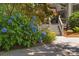 Charming home exterior with blue hydrangeas, a stone path, and stairs leading to a covered porch at 3009 Botetourt Ct, Weddington, NC 28104