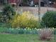 Lovely backyard features flowering bushes and daffodils, adding vibrant color to the landscape at 5806 Whitingham Dr, Charlotte, NC 28215