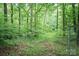 Heavily wooded lot providing natural privacy, showcasing the untouched beauty of the property at 1565 Earnhardt Rd, Salisbury, NC 28146