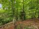 Wooded backyard view with mature trees and natural ground cover, offering a serene and private outdoor space at 3225 Mill Pond Rd, Charlotte, NC 28226