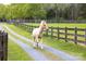 Pretty horse running down a path surrounded by vibrant greenery and traditional fencing at 7712 Old Waxhaw Monroe Rd, Waxhaw, NC 28173