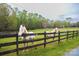 Two beautiful white horses in a grassy pasture behind a wooden fence, enjoying a peaceful day at 7712 Old Waxhaw Monroe Rd, Waxhaw, NC 28173