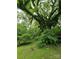 Picturesque view of a mature tree with ivy, lush green foliage, and a grassy yard at 804 Dennis St, Troy, NC 27371