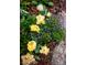 Up-close view of garden featuring blooming yellow flowers with green leaves at 15515 Laverack Ln, Davidson, NC 28036