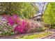 Beautiful home partially obscured by colorful azalea bushes adding character and charm to the property at 1801 E 8Th St, Charlotte, NC 28204