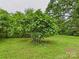 Lush fig tree in backyard is a stunning centerpiece, adding natural beauty and interest to this outdoor space at 3055 16Th Ne St, Hickory, NC 28601