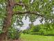 Mature tree in backyard offers ample shade and enhances the natural beauty of this serene outdoor space at 3055 16Th Ne St, Hickory, NC 28601