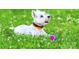 Charming image of a dog in a field, great for highlighting a pet-friendly property and lifestyle at 12013 Beaux Art Ln, Charlotte, NC 28214